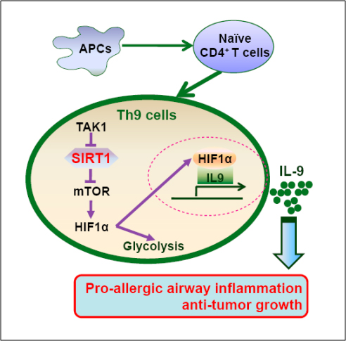 北师大在新型免疫细胞分化研究方面取得重要进